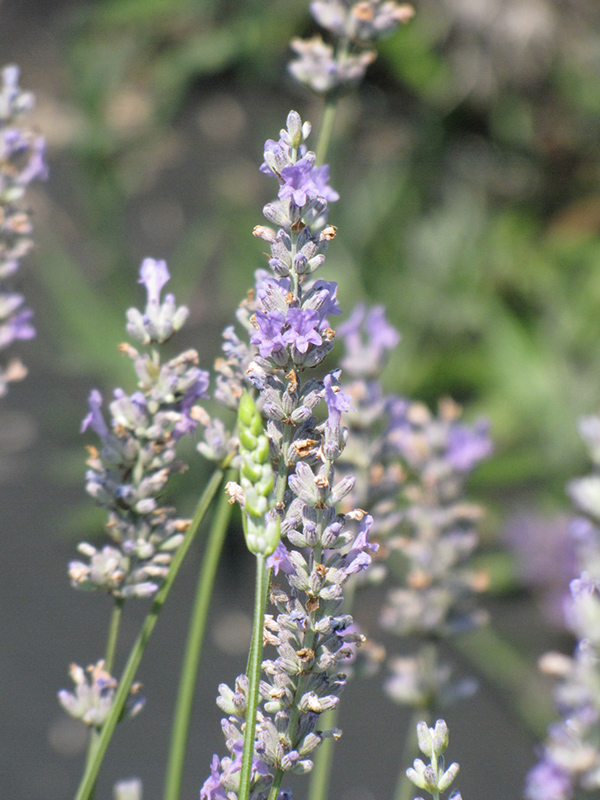 Provence Lavender (Lavandula x intermedia 'Provence') at Longfellow's Greenhouses