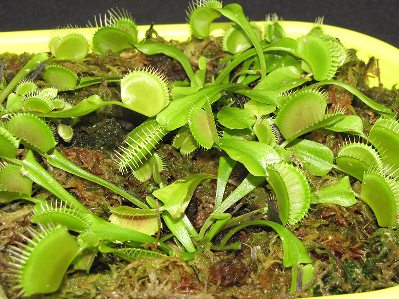 Venus Flytrap (Dionaea muscipula) at Longfellow's Greenhouses