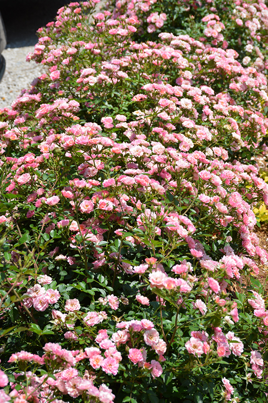 Oso Easy Petit Pink (Rosa 'ZLEMarianneYoshida') at Longfellow's Greenhouses