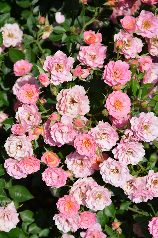 Oso Easy Petit Pink (Rosa 'ZLEMarianneYoshida') at Longfellow's Greenhouses