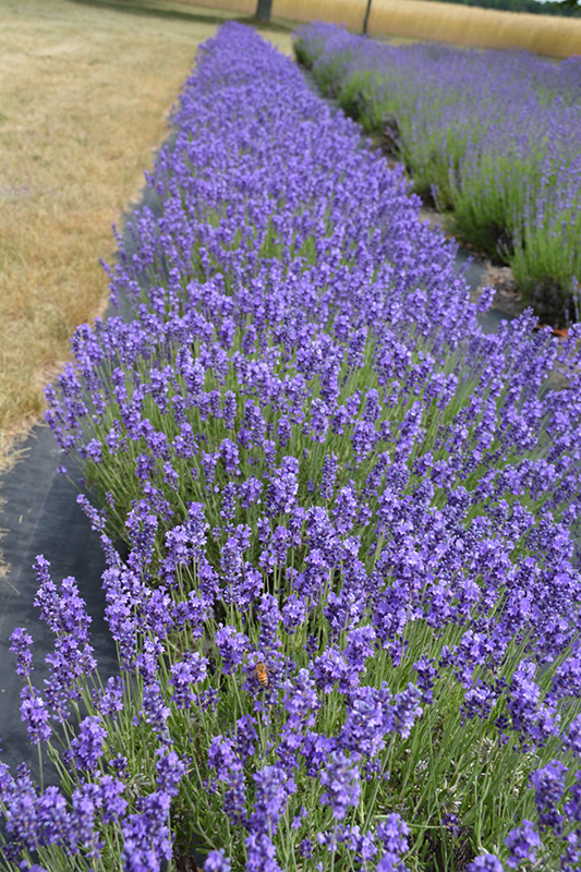 Hidcote Lavender (Lavandula angustifolia 'Hidcote') at Longfellow's Greenhouses