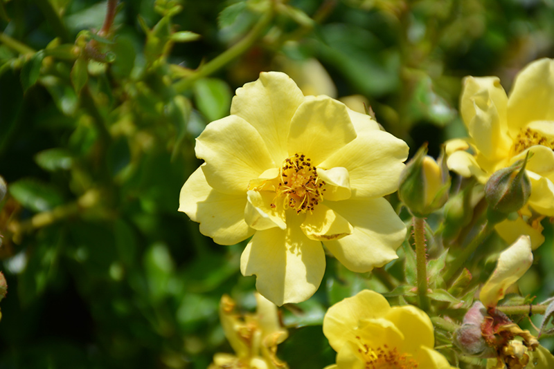 Oso Easy Lemon Zest Rose (Rosa 'Chewhocan') at Longfellow's Greenhouses