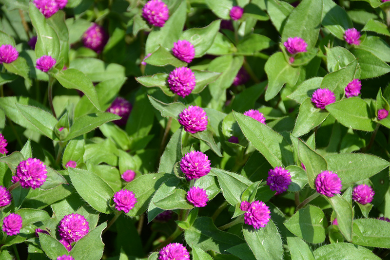 Lil' Forest Plum Bachelor Button (Gomphrena 'SAKGOM004') at Longfellow's Greenhouses