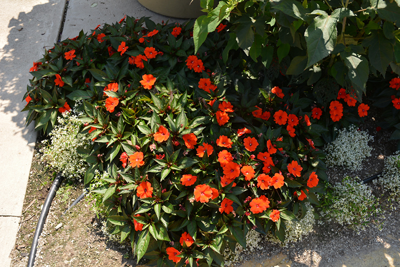 SunPatiens Compact Orange New Guinea Impatiens (Impatiens 'SunPatiens Compact Orange') at Longfellow's Greenhouses