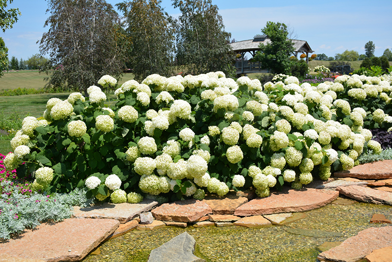 Incrediball Hydrangea (Hydrangea arborescens 'Abetwo') at Longfellow's Greenhouses
