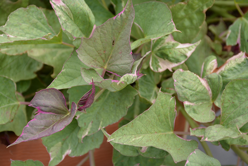 Tricolor Sweet Potato Vine (Ipomoea batatas 'Tricolor') at Longfellow's Greenhouses