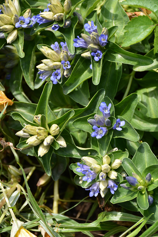 Blue Cross Gentian (Gentiana cruciata 'Blue Cross') at Longfellow's Greenhouses