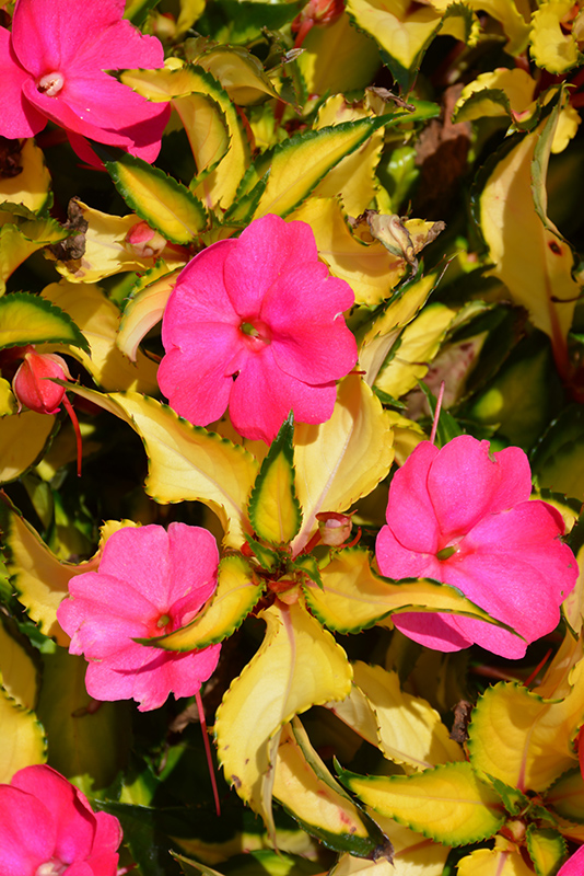 SunPatiens Compact Tropical Rose New Guinea Impatiens (Impatiens 'SunPatiens Compact Tropical Rose') at Longfellow's Greenhouses