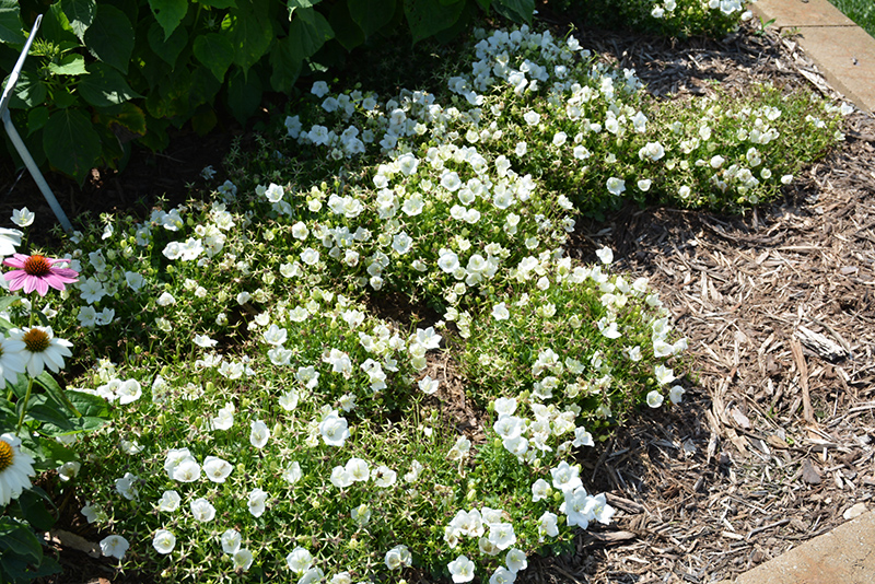 Rapido White Bellflower (Campanula carpatica 'Rapido White') at Longfellow's Greenhouses