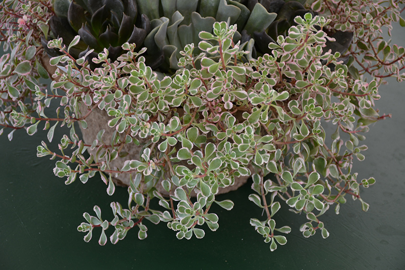 Tricolor Stonecrop (Sedum spurium 'Tricolor') at Longfellow's Greenhouses
