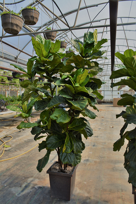 Fiddle Leaf Fig (Ficus lyrata) at Longfellow's Greenhouses