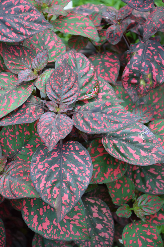 Hippo Red Polka Dot Plant (Hypoestes phyllostachya 'G14157') at Longfellow's Greenhouses