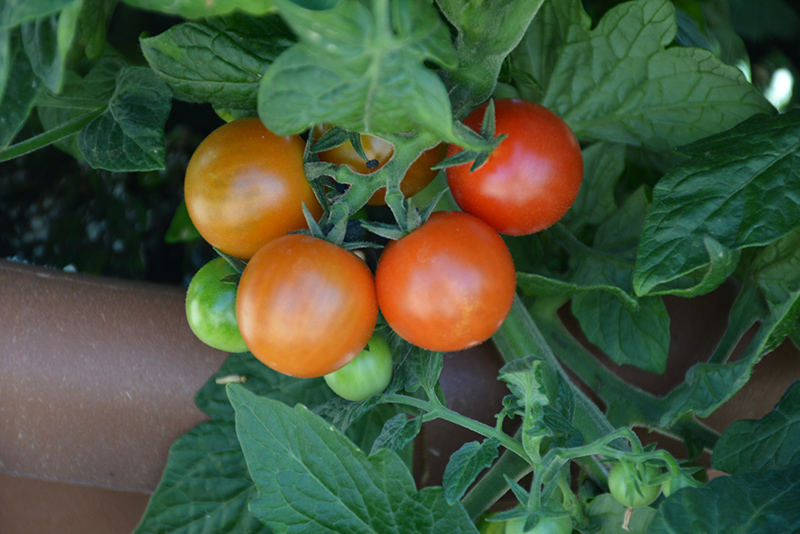 Little Bing Tomato (Solanum lycopersicum 'Little Bing') at Longfellow's Greenhouses