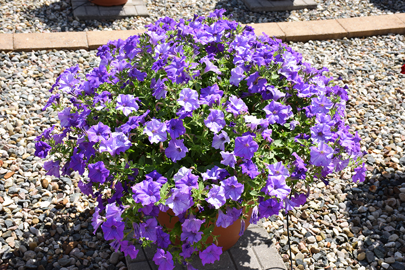 Surfinia Heavenly Blue Petunia (Petunia 'Surfinia Heavenly Blue') at Longfellow's Greenhouses