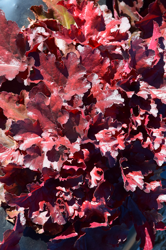 Forever Red Coral Bells (Heuchera 'Forever Red') at Longfellow's Greenhouses