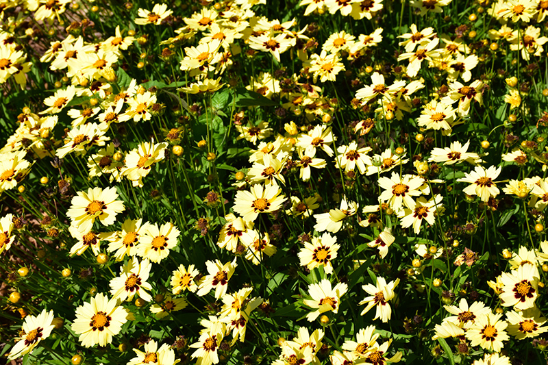 UpTick Cream and Red Tickseed (Coreopsis 'Balupteamed') at Longfellow's Greenhouses