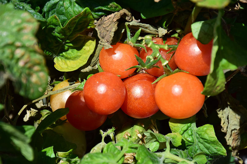 Red Robin Tomato (Solanum lycopersicum 'Red Robin') at Longfellow's Greenhouses