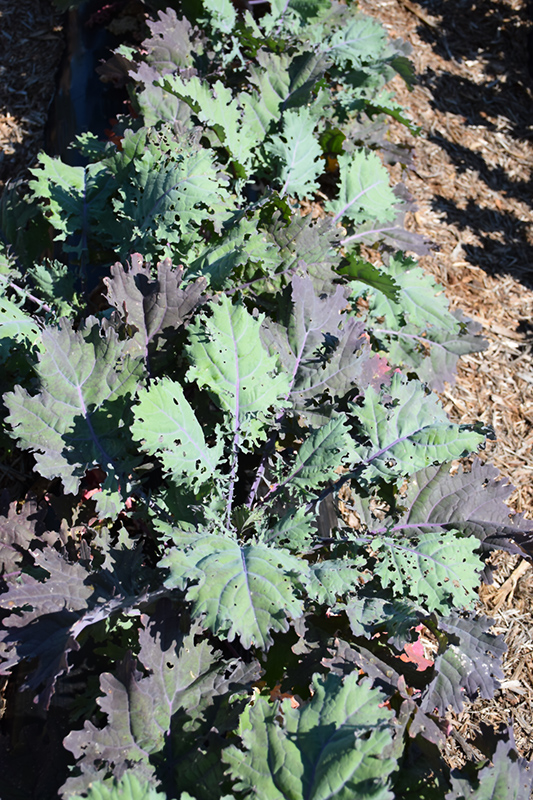 Red Russian Kale (Brassica napus var. pabularia 'Red Russian') at Longfellow's Greenhouses