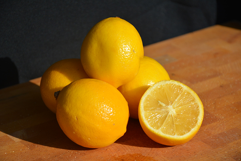 Meyer Lemon (Citrus x meyeri) at Longfellow's Greenhouses