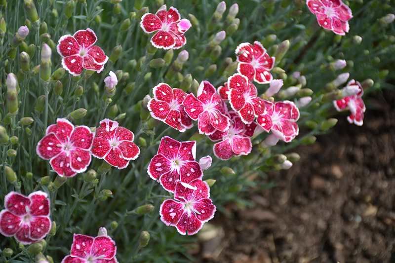 Fire And Ice Pinks (Dianthus 'Fire And Ice') at Longfellow's Greenhouses