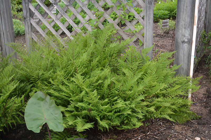 Lady in Red Fern (Athyrium filix-femina 'Lady in Red') at Longfellow's Greenhouses