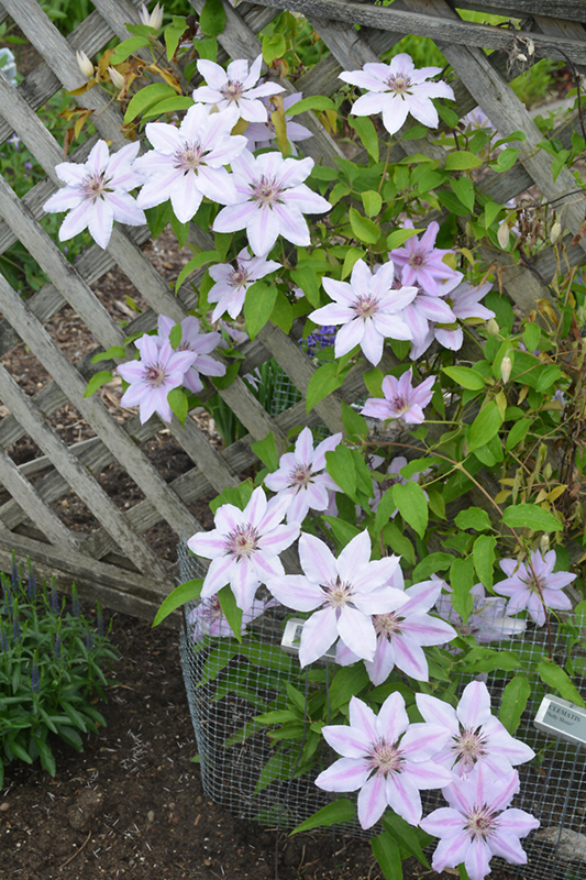 Nelly Moser Clematis (Clematis 'Nelly Moser') at Longfellow's Greenhouses