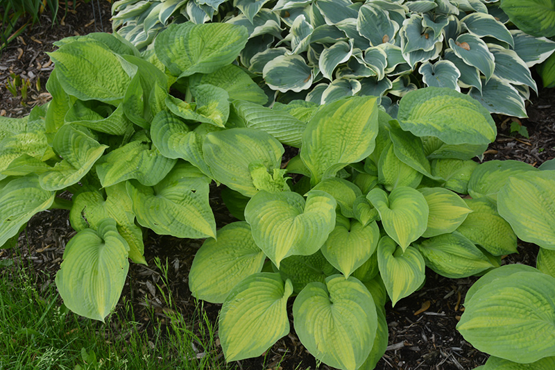 Brother Stefan Hosta (Hosta 'Brother Stefan') at Longfellow's Greenhouses