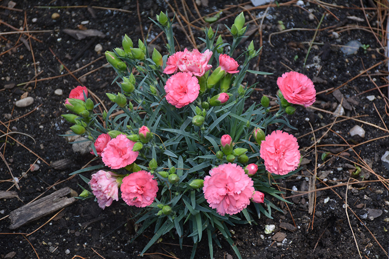 Fruit Punch Classic Coral Pinks (Dianthus 'Classic Coral') at Longfellow's Greenhouses