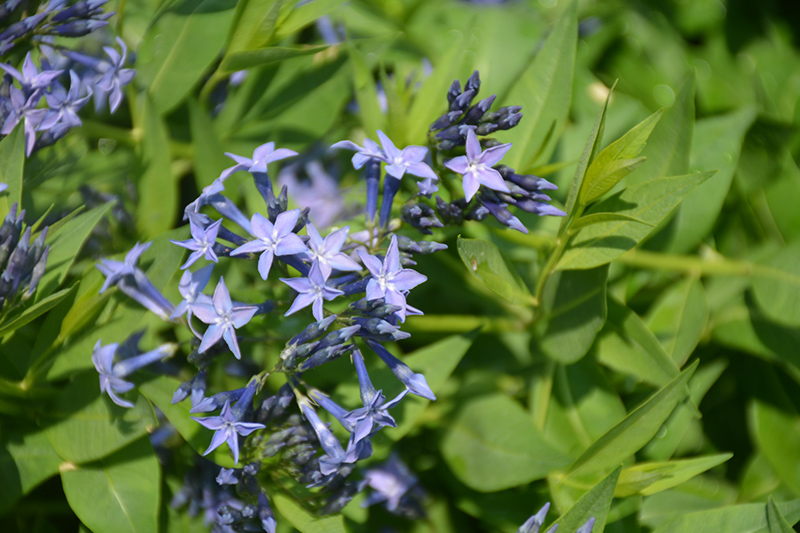 Blue Ice Star Flower (Amsonia tabernaemontana 'Blue Ice') at Longfellow's Greenhouses