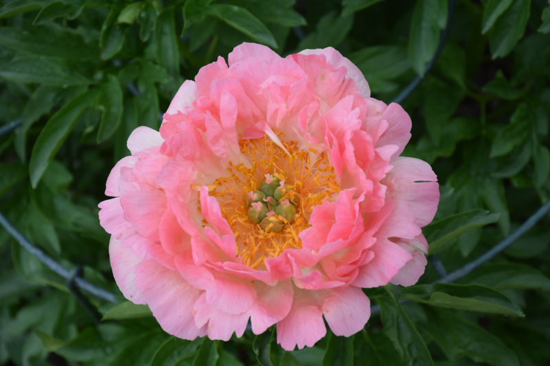 Coral Sunset Peony (Paeonia 'Coral Sunset') at Longfellow's Greenhouses