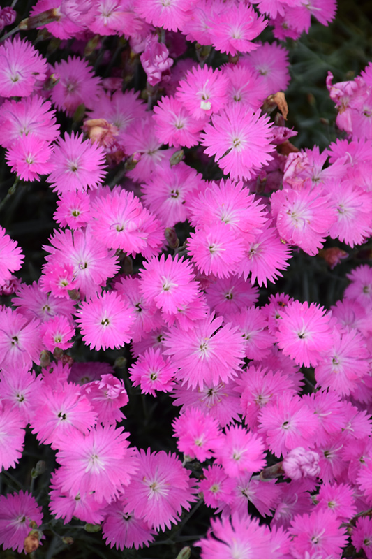 Firewitch Pinks (Dianthus gratianopolitanus 'Firewitch') at Longfellow's Greenhouses
