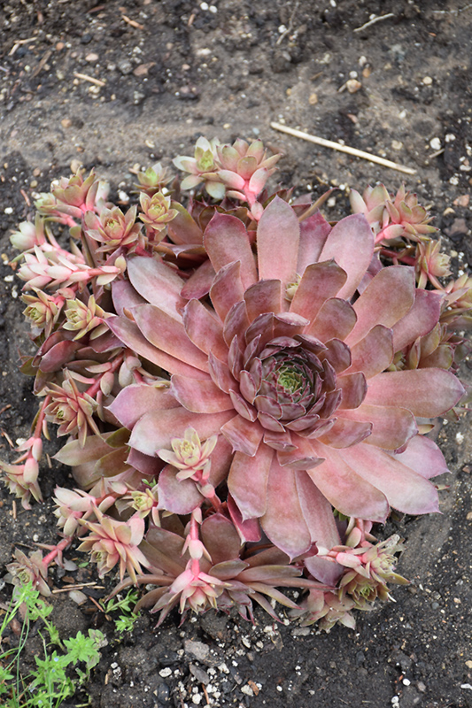 Peggy Hens And Chicks (Sempervivum 'Peggy') at Longfellow's Greenhouses