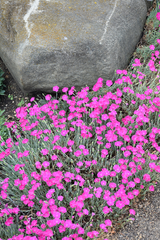 Firewitch Pinks (Dianthus gratianopolitanus 'Firewitch') at Longfellow's Greenhouses
