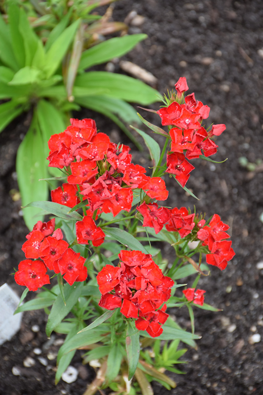 Scarlet Fever Sweet William (Dianthus barbatus 'Scarlet Fever') at Longfellow's Greenhouses