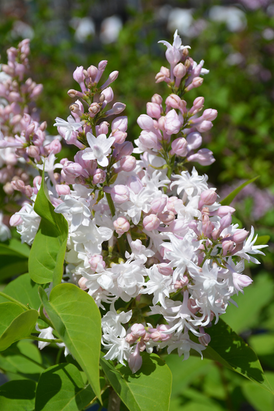 Beauty of Moscow Lilac (Syringa vulgaris 'Beauty of Moscow') at Longfellow's Greenhouses