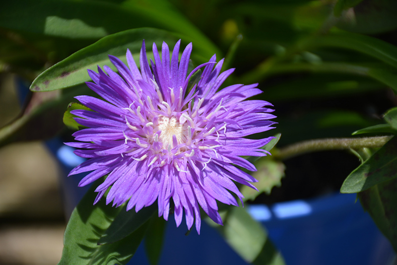Honeysong Purple Aster (Stokesia laevis 'Honeysong Purple') at Longfellow's Greenhouses