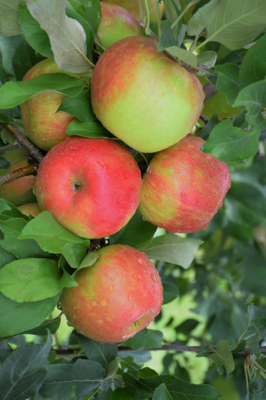 Honeycrisp Apple (Malus 'Honeycrisp') at Longfellow's Greenhouses