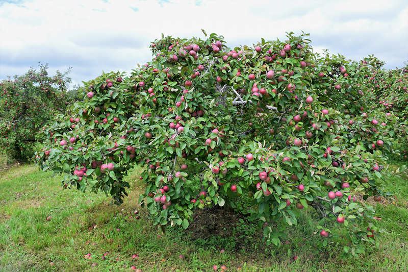 MacIntosh Apple, Apple Trees