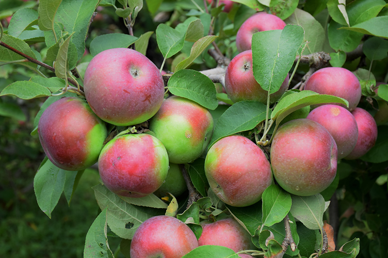 MacIntosh Apple (Malus 'Macintosh') at Longfellow's Greenhouses
