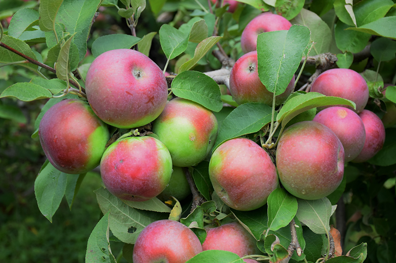 McIntosh Apples Information and Facts