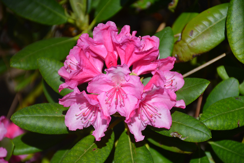 Haaga Rhododendron (Rhododendron 'Haaga') at Longfellow's Greenhouses