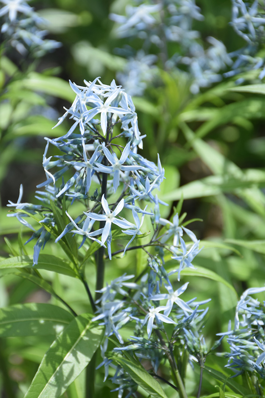 Narrow-Leaf Blue Star (Amsonia hubrichtii) at Longfellow's Greenhouses