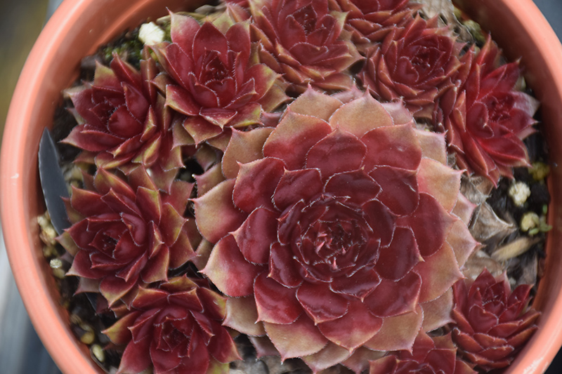 Red Rubin Hens And Chicks (Sempervivum 'Red Rubin') at Longfellow's Greenhouses