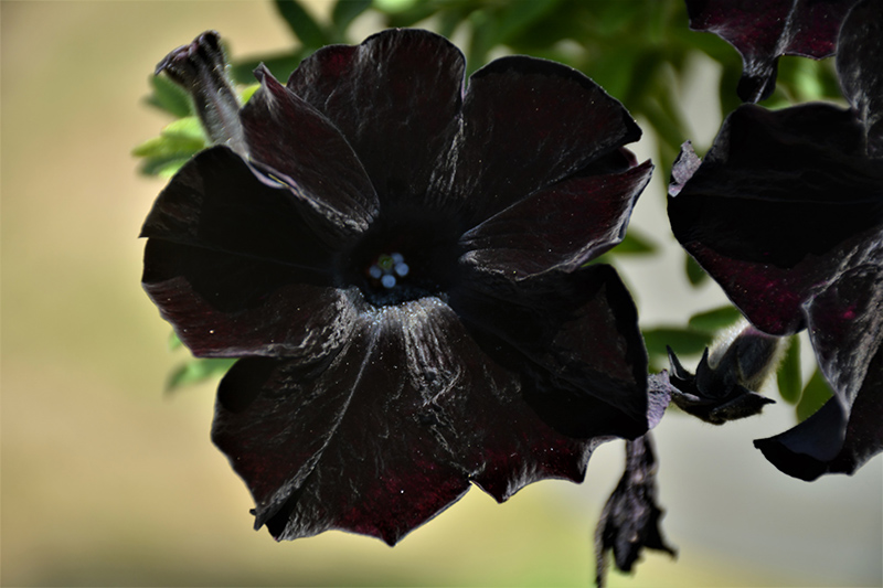 Crazytunia Black Mamba Petunia (Petunia 'Crazytunia Black Mamba') at Longfellow's Greenhouses