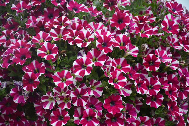 Cascadias Bicolor Cabernet Petunia (Petunia 'Cascadias Bicolor Cabernet') at Longfellow's Greenhouses