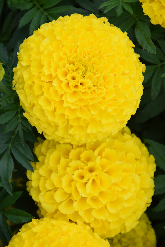 Taishan Yellow Marigold (Tagetes erecta 'Taishan Yellow') at Longfellow's Greenhouses