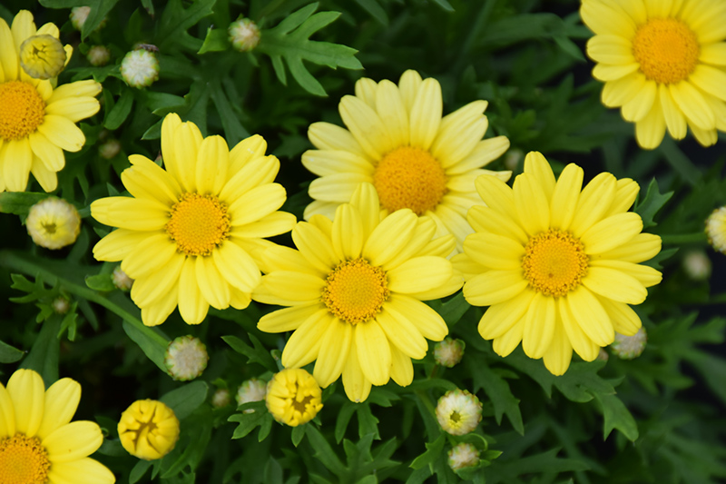 Golden Butterfly Marguerite Daisy (Argyranthemum frutescens 'G15101') at Longfellow's Greenhouses