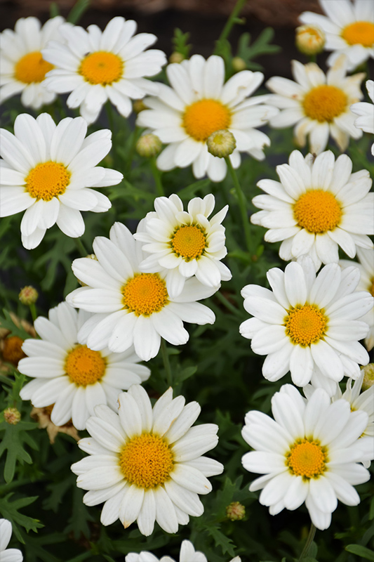 Pure White Butterfly Marguerite Daisy (Argyranthemum frutescens 'G14420') at Longfellow's Greenhouses