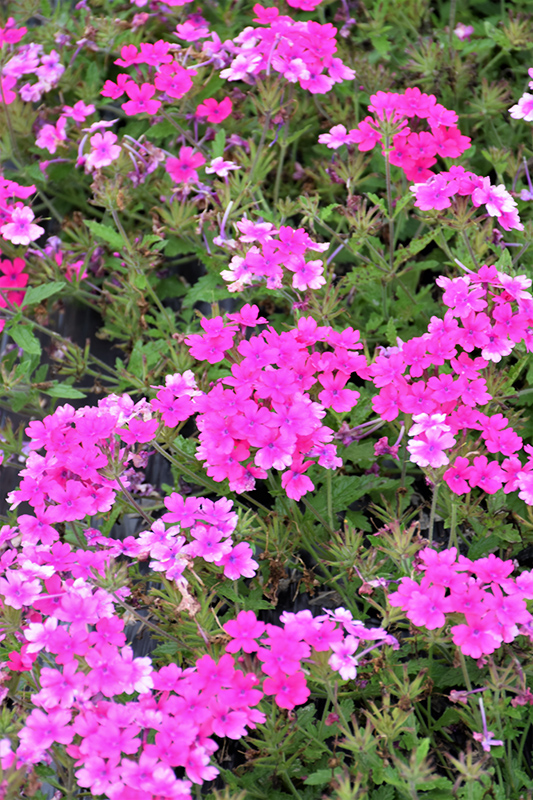 Superbena Pink Shades Verbena (Verbena 'USBENAL20') at Longfellow's Greenhouses