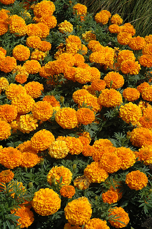 Taishan Orange Marigold (Tagetes erecta 'Taishan Orange') at Longfellow's Greenhouses